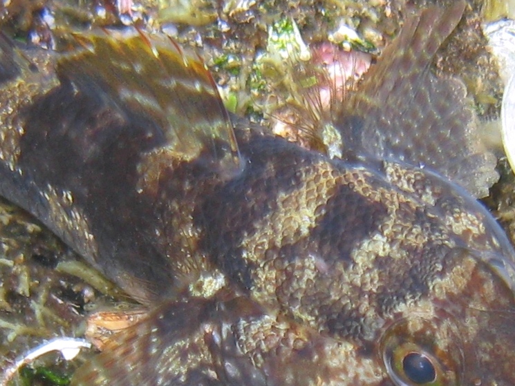 Gobius paganellus e Gobius cobitis